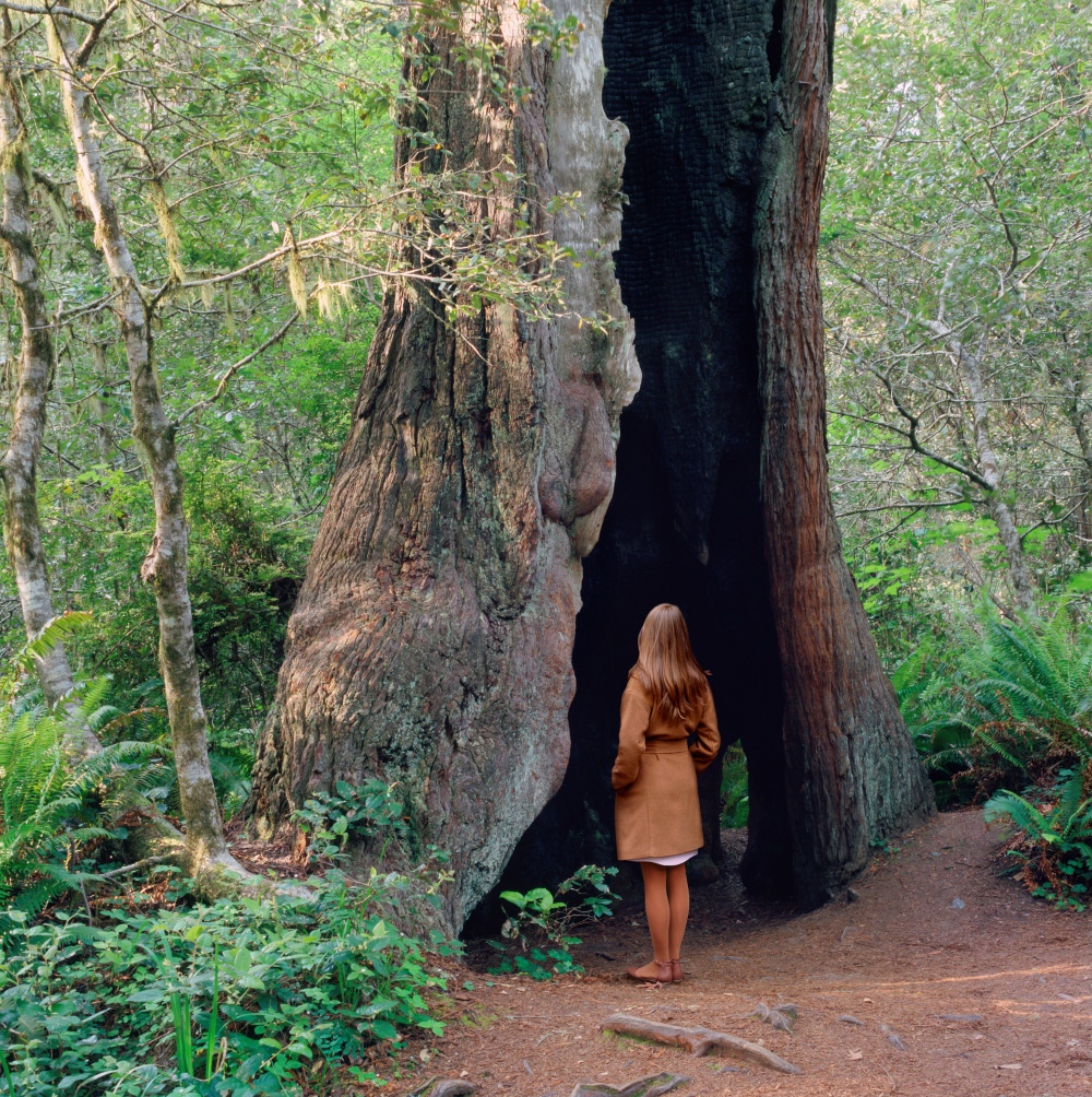 A woman stands with her back to the camera, looking into a large hollowed tree.